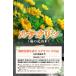 �A�_�T�|�[�gEX �A�_�l�������� �T�v�������g [�Տ������ς�] ���e�I���� 10mg �c���l�Q �A���Z���� �v������ �@�\���\���H�i 30���� �֘A�摜3