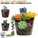  декоративное растение DIY цветочный горшок посадочная машина house подарок горшок замок .... День матери . дом подарок пластиковый 