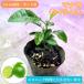 manao( Thai lime ) рассада 10-15cm передний и задний (до и после) Thai lime плоды национальная кухня бесплатная доставка 