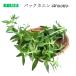  упаковка kaen90g Thai овощи Limnophila aromatica обод no filler aroma TIKKA isa-n душистые травы 