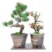  цветок бонсай бонсай пара подарок .. цветок сосна пара бонсай Chojubai . лист сосна растение в горшке подарок когда . тоже 2 человек . хорошо бонсай. пара подарок 