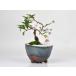  бонсай Sakura 10 месяц Sakura мини бонсай сырой . Shigaraki горшок Sakura. современный бонсай bonsai полный .. цветок видеть bon носорог растение в горшке Sakura sakura Sakura специализированный магазин Sakura специальный выпуск бонсай .