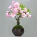  Sakura бонсай один лет Sakura ( asahi гора ) бонсай Mini Sakura садоводство растение в горшке подарок бонсай открытие праздник . работа упаковка День отца День почитания пожилых людей день рождения 