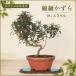  бонсай .. число . Chile men kazla.. дерево 7 год сырой мини бонсай shohin bonsai вечнозеленый . лист маленький лист крепкий ..... начинающий интерьер День почитания пожилых людей день рождения подарок подарок 