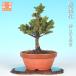  бонсай .tsu... сосна ezo сосна ezomatsu...... дерево 8 год сырой shohin bonsai мини бонсай узор дерево бонсай материалы 