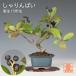  бонсай .. rin .. колесо слива автомобиль Lynn bai shohin bonsai мини бонсай оригинал бонсай материалы 