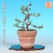  бонсай . лист сосна ..goyo лошадь tsuzishou.tsu. shohin bonsai мини бонсай бонсай материалы ..... конструкция ... сырой длина .. ..[ бесплатная доставка ]