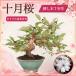  бонсай 10 месяц Sakura .. дерево 7 год сырой 2 период .. Sakura Sakura shohin bonsai мини бонсай Ed hi gun .. Sakura белый цветок . -слойный цветок готовый дерево аутентичный стиль цветок видеть подарок интерьер подарок подарок 