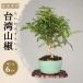  бонсай Taiwan san ..... дерево 6 год сырой высота дерева 20cm Taiwan плоды зантоксилума reference shohin bonsai мини бонсай плоды зантоксилума. дерево аромат. лист начинающий подарок 