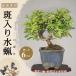  бонсай . ввод ..... дерево 6 год сырой высота дерева 14cm shohin bonsai бородвка ta вода .. ввод лист цветок предмет оригинал начинающий 