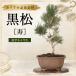  бонсай сосна Тунберга . мини бонсай shohin bonsai контактный . дерево 4 год сырой высота дерева 26cm..... немного произведение .. лист короткий . материалы растение в горшке интерьер начинающий подарок День отца День почитания пожилых людей подарок 