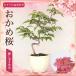  бонсай Sakura . черепаха Sakura .. дерево 4 год сырой Sakura ... мини бонсай shohin bonsai ... фиолетовый цвет. цветок розовый. цветок маленький колесо холод . Sakura бобы Sakura цветок видеть начинающий подарок подарок день рождения 