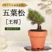  бонсай . лист сосна .. контактный . дерево 3 год сырой мини бонсай shohin bonsai начинающий салон интерьер подарок подарок День отца День почитания пожилых людей подарок .. модный ... лист сосна 