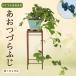  бонсай синий ....... дерево 6 год сырой .. оригинал бонсай shohin bonsai мини бонсай ....... голубой tsuzu черновой ji.. осень реальный индиго цвет. реальный интерьер подарок подарок луговые и горные травы растение в горшке 