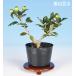  bonsai mini bonsai [ ruby san ..]. tree flower thing the truth thing material sapling bonsai mountain .. sun The si
