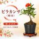  бонсай стойка can sa( оранжевый реальный ).. дерево 4 год сырой 7.5cm pot tokiwa солнечный The si мини бонсай shohin bonsai оригинал бонсай оранжевый цвет. реальный красный реальный белый цветок вечнозеленое дерево дерево pot рассада начинающий предназначенный бонсай материалы 