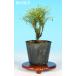  мини бонсай [. нить юг небо ( синий ..)]