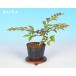  бонсай мини бонсай [ остров 100 день .( белый цветок )] цветок предмет лист предмет бонсай материалы бонсай рассада pot рассада 