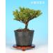  бонсай мини бонсай [.... сосна ] сосна Kashiwa * сосна * саженец * бонсай 