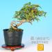  бонсай клен корень покрой клён клен shohin bonsai мини бонсай лето место . форма таблица на данный момент . изобилие начинающий из опытный человек до можно наслаждаться бонсай материалы саженец 