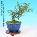 �~�� �邴�񂵂傤 ����3�N�� 7.5cm�|�b�g�c �C�\�U���V���E ��R�� �������񂵂傤 ���������� ��v ��Ă₷�� ���S�҂��y���߂� ���i�~�� �����~�� �֘A�摜3