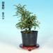 �~�� �邴�񂵂傤 ����3�N�� 7.5cm�|�b�g�c �C�\�U���V���E ��R�� �������񂵂傤 ���������� ��v ��Ă₷�� ���S�҂��y���߂� ���i�~�� �����~�� �֘A�摜4