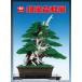  литература книга@ бонсай специализация журнал [ no. 84 раз . способ бонсай выставка память .] бонсай сосна Kashiwa . дерево фотоальбом Chuubu бонсай комплект ... Nagoya город дуть сверху отверстие открытие 