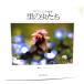 .. насекомое ..: obi меч правильный . фотоальбом (BeeBooks)/ obi меч правильный .( работа )/ свет .. цвет версия печать место 
