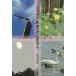  цветы и птицы красоты природы дерево ... сырой .. фото . сборник песен / Sakamoto ..