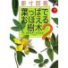  лист ....... дерево . размер иллюстрированная книга 2