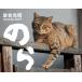 *27 кошка календарь. .