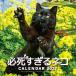 *27 обязательно .... кошка календарь 