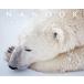 NANOOK �i�k�[�N�X���̐Â��Ȃ镨��/���쓹�v