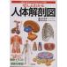 ... понимать тело человека анатомия map система другой * часть другой . легко понять visual описание / склон .. самец ( автор )