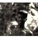 so Wolf ru* Reggae * four * любимый (3) собака *ob* The * Bay / world ( раса / Reggae /bosa