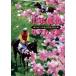  centre horse racing DVD yearbook Heisei era 15 fiscal year previous term -ply .. mileage |( horse racing )