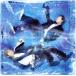SNOW!SNOW!SNOW!/KinKi Kids
