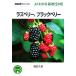 laz Berry, BlackBerry NHK хобби. садоводство хорошо понимать культивирование 12. месяц /....[ работа ]