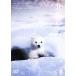  север высшее. nan- premium * выпуск /a dam *lavechi/ Sara * Robert son, Inagaki Goro ( выпуск на японском языке nare