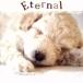 ETERNAL~ Eternal ~/( исцеление ),nitsa*melas,TRY-TONE, Tokyo женский * певец z,. мыс правильный 