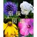 . корень . иллюстрированная книга Perennials/ Yamamoto ..( автор )
