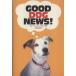 GOOD DOG NEWS! собака ......, здесь . хороший жизнь / камень чёрный ...( автор )