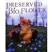PRESERVED BIO FLOWER следы liekei. . цвет ручная работа консервированный Vaio цветок / Нагай ..[ работа ]