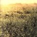 Impressions/Arc of Doves