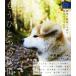  уже один. Akita Akita ... делая видно ... было использовано Photo Guide Book/ искусство NPO Zero date( прочее )