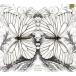 [ зарубежная запись ]Butterflies Fly in Pairs/A Bu