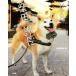 . ... Shibata часть длина The Legendary Shiba dog in Kyoto/ мир поэзия клуб ( сборник человек )