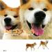  Akita собака gon. тигр ....... нет ... хочет .../.. фирма ( автор )