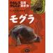 mogla интересный сырой . или ..... person / Inoue ../ осень гора ..