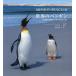 мир. пингвин 18 видов . сырой пингвин ...../ Ursula * Crea * Frank Lynn /* фотосъемка сверху рисовое поле один сырой /.. форма .